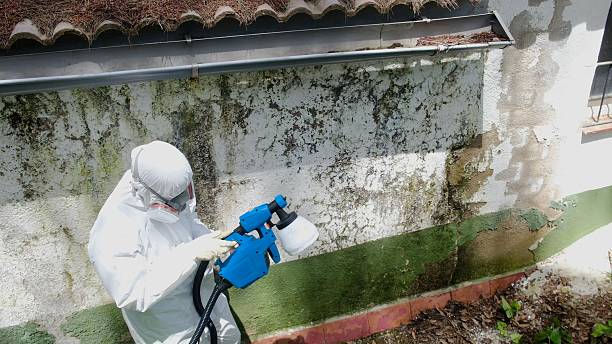 Trusted Black Mold Removal service in Spring Grove, MN - Cheap Mold Removal